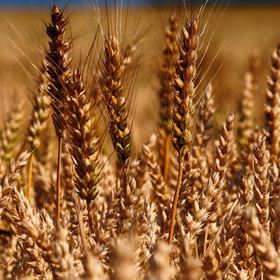 zemedelci_280x280_crop_478b24840a