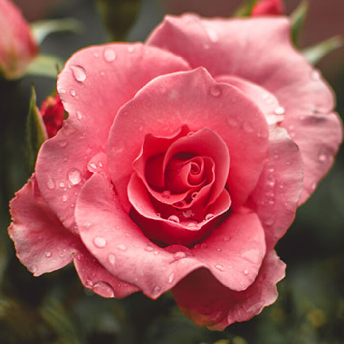 roza-unsplash_700x700_crop_478b24840a