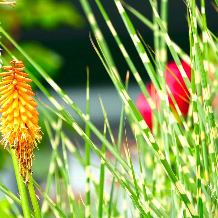 1366838_700x700_crop_478b24840a